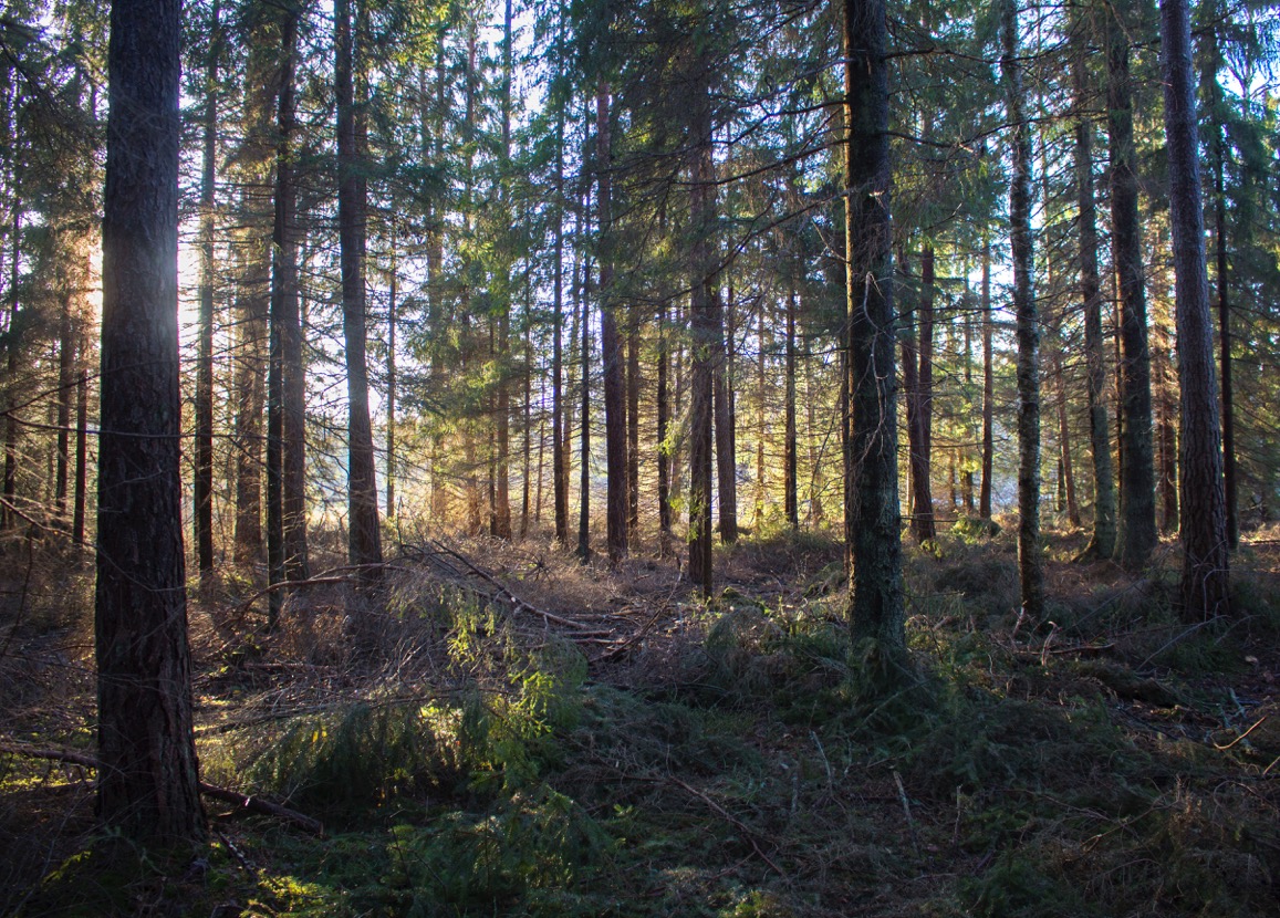 Gles tallskog med solljus som silas genom träden. Marken är täckt av grenar, mossa och lågt växtliv.