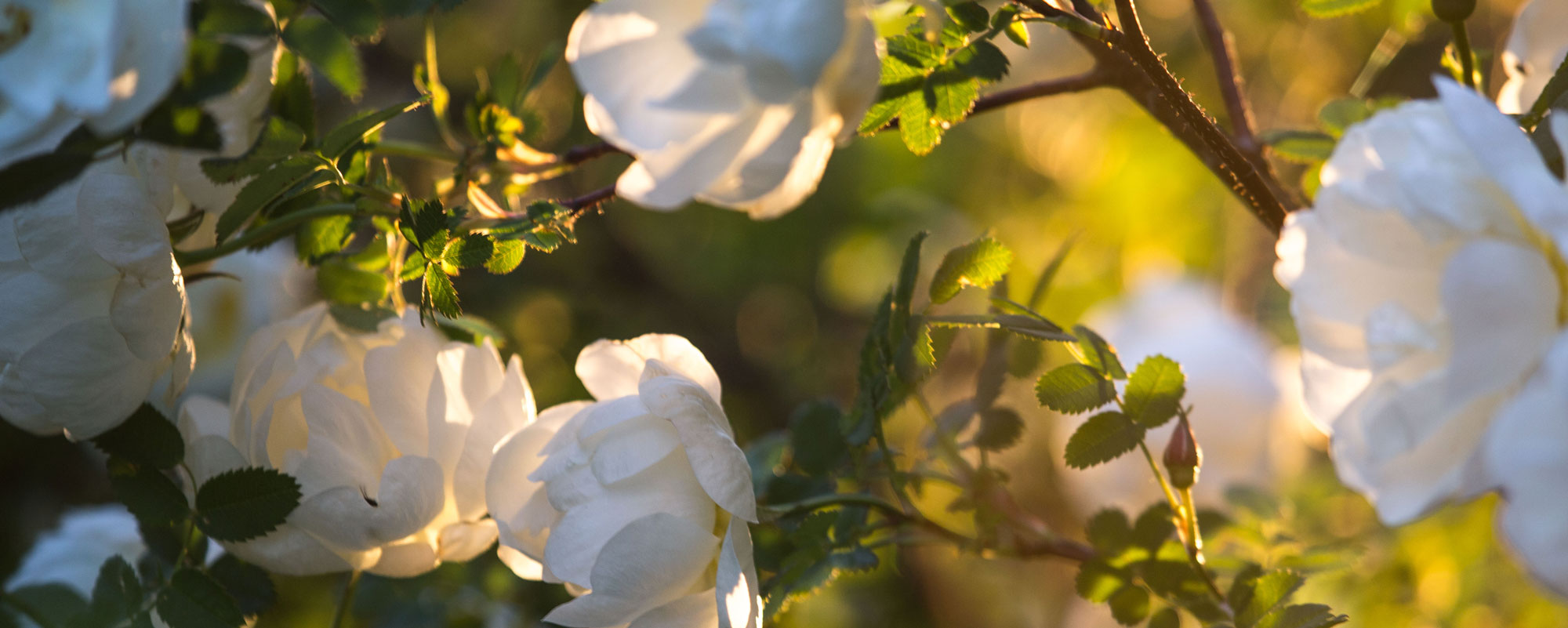 Bild på blommor