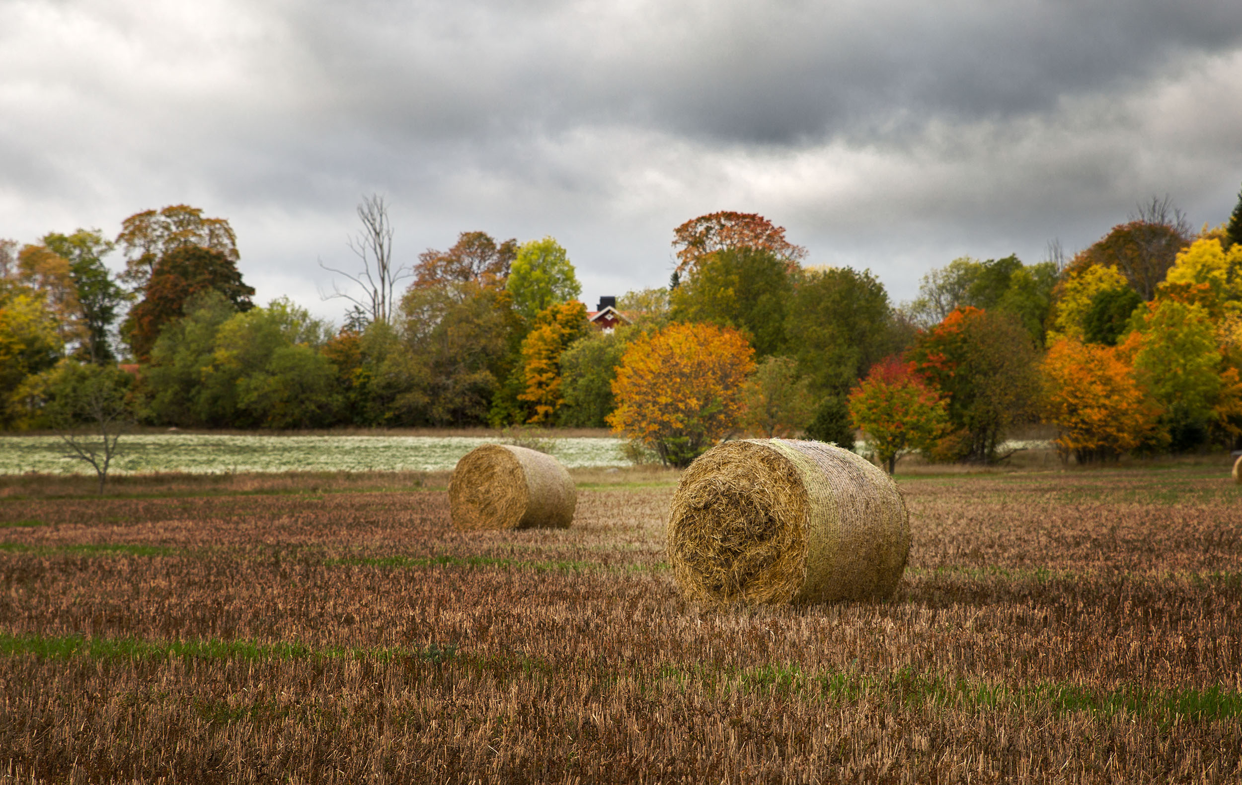 Höstlandskap med öppet fält och halmbalar i förgrunden, omgiven av träd med höstfärger under en molnig himmel.