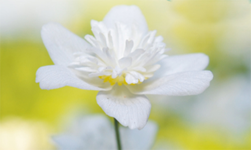 Blomma