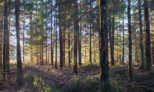 Skog i Roslagen